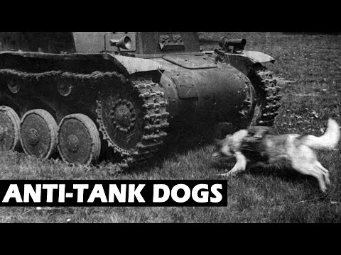 Using Dogs To Destroy Tanks - Anti-Tank Dogs