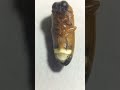 Firefly Lampyridae Insects That Emit Light