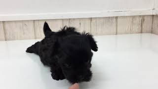 ハーフ犬の動画01