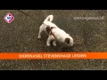 Asieldieren: Bumba zoekt een baasje