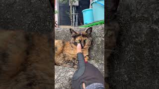 ねこさんみっけ #ねこ  #ぬこ #ねこ動画