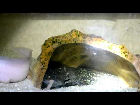 My Axolotl's vs the worms