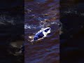 Grey Whales at Cape Perpetua, Oregon Coast