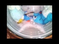 Miele Touchtronic W3033 Dog Toy Wash