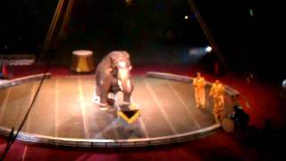 preview picture of video 'ALZAFAR SHRINE CIRCUS AWESOME BO THE PERFORMING ELEPHANT'