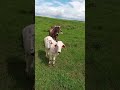 5 Legged Calf