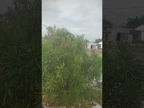 Riachão Miraíma ceará