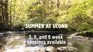 Summer Courses at UConn for You: Online & In-Person