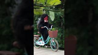 Download lagu Buta sanga #singadepok #dalangviral #arakarakan #singadepok2024 mp3