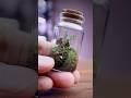 Let S Make A Tiny Terrarium