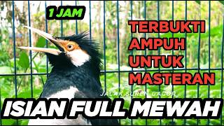 Download lagu Masteran Jalak Suren Tembakan Mewah Full Isian Cililin Tengkek Suara Unik mp3 Download lagu Masteran Jalak Suren Tembakan Mewah Full Isian Cililin Tengkek Suara Unik mp3