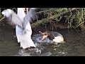 Gulls Try To Steal Fish From Hunting Merganser Möven Wollen Jagenden Gänsesägern Fische Stehlen