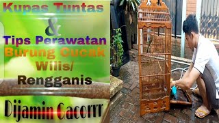 Download lagu A Complete Guide to Caring for Cucak Willis/Rengganis Birds to Make Them Sing mp3 Download lagu A Complete Guide to Caring for Cucak Willis/Rengganis Birds to Make Them Sing mp3