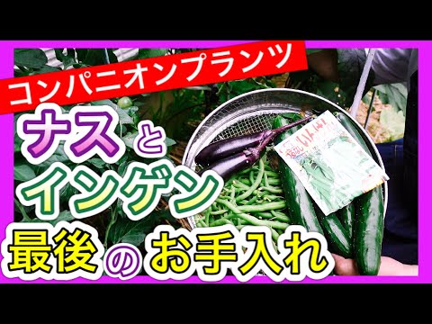 成功するにはインゲンの隣に何を植えますか?家庭菜園との良い関係、悪い関係のポイント  庭園