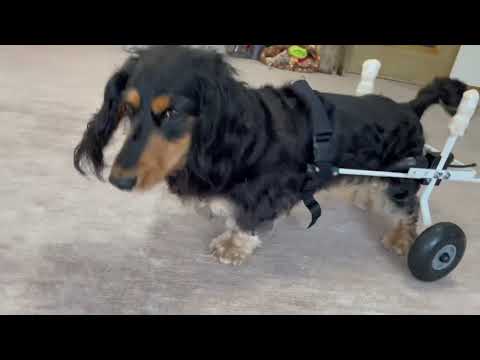 カニヘンダックスのポコ君　犬用車いすで元気いっぱい