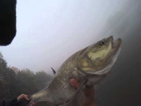 5.11kg/75cm toutaimen vapautus Asp Release