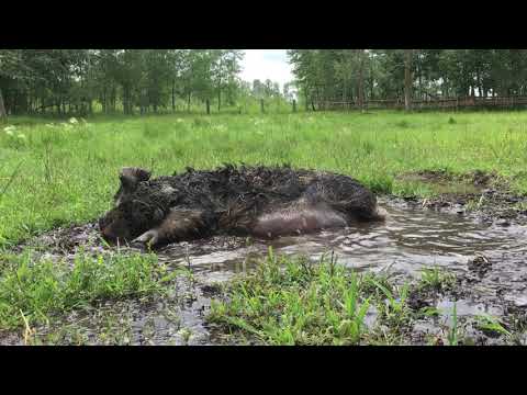KuneKune Sow Enjoying Wallow
