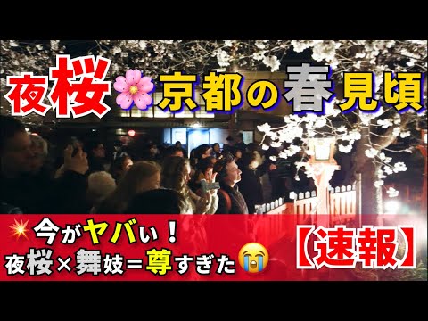 【新着】京都の夜桜、外国人大感激🌸夜桜×舞妓に「日本って本当にスゴイよね～！」連発💥祇園白川が今ヤバい！