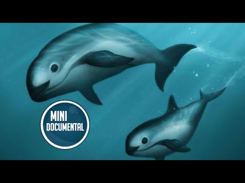 CAMISETA LEOPARDO AMUR BIG_6