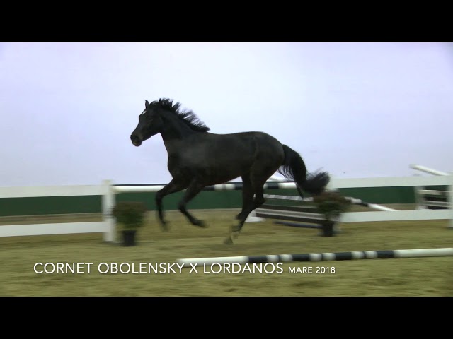 Cornet's Girl J-S Z Jumping