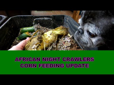 AFRICAN NIGHT CRAWLERS CORN FEEDING UPDATE