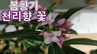 봄향기~ 천리향  꽃피는 방법 관리방법