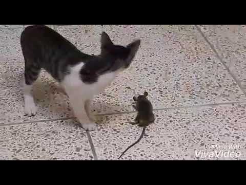 Ye kia ho raha he #Not eatable..This cat fall in love with🐭