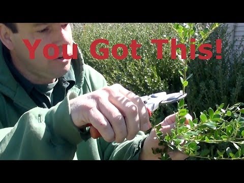 download lagu mp3 mp4 Drops Of Gold Japanese Holly, download lagu Drops Of Gold Japanese Holly gratis, unduh video klip Drops Of Gold Japanese Holly