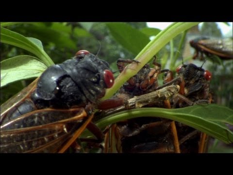Nature's Weirdest Events (Episode 2)