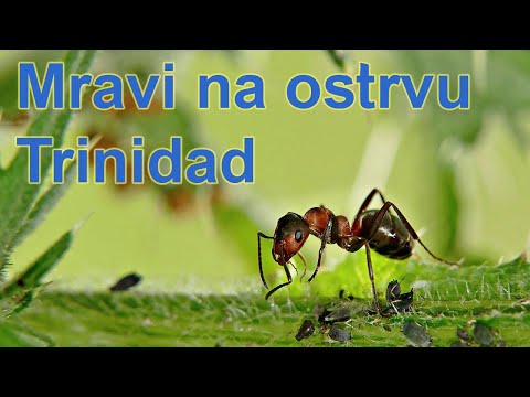 serija Opstanak - Mravi na ostrvu Trinidad