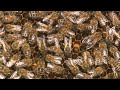 Mushroom Extracts Boost Honey Bee Immune Systems