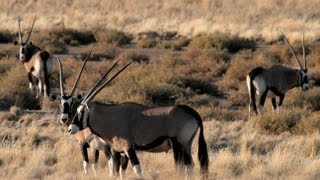 preview picture of video 'Fahrt in die Kalahari'