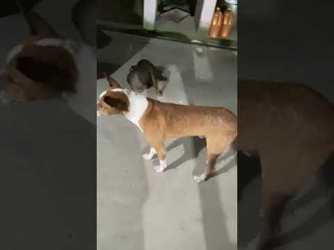 14 janvier 2023 street dogs waiting for the meal