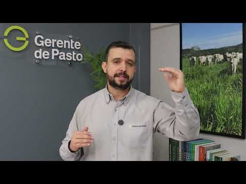 PASTO DE BREJO AGUENTA 10 ANIMAIS POR ALQUEIRE? ESPECIALISTA RESPONDE
