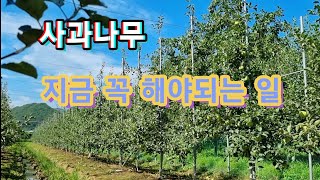 사과나무 지금 꼭 해야되는 일