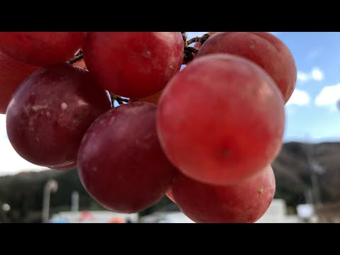 ブドウの木、ブドウ 植物