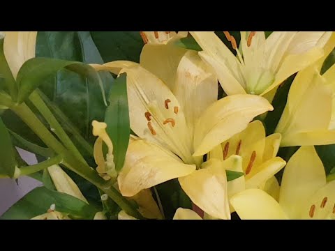 04/11/2019 - Somente o Mundo de Deus é existência Verdadeira