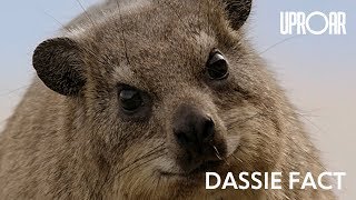 Dassie Fact