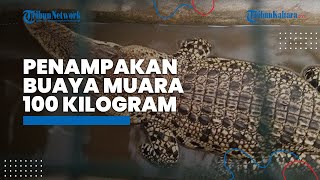 Penampakan Buaya Muara Berbobot 100 Kilogram, Gegerkan Warga Brundung Lampung Selatan