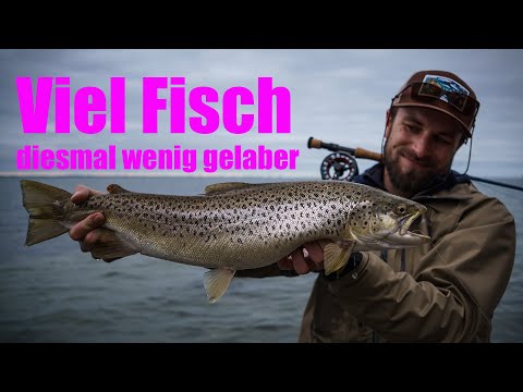 Auf Meerforelle im Herbst | viel Fliegenfischen, wenig Spinnfischen