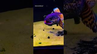 Download lagu auranti gapes #channa #channalimbatamangap #progresschannamarubatik #fish #snakehead mp3 Download lagu auranti gapes #channa #channalimbatamangap #progresschannamarubatik #fish #snakehead mp3