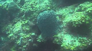 preview picture of video 'Drift Diving in Roatan Honduras'