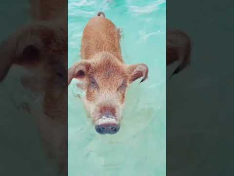 Karol G con un hermoso little pig 🐽🥺