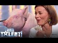 Nie Uwierzysz Co Zrobiła świnia Na Castingu Do Mam Talent Śmierdząca Sprawa