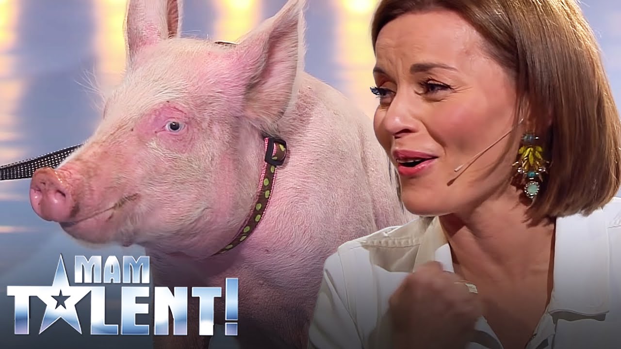 Nie uwierzysz, co zrobiła świnia na castingu do Mam Talent! Śmierdząca sprawa! :)
