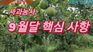 사과 9월에 접어들어.이것만 주의
