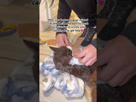 Showing up every day for an injured cat led to catching it for help❤️ #cat #cats #rescue #catrescue