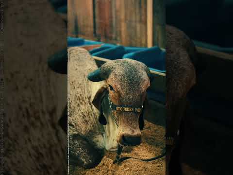 Dia de Expointer - 02/09/2026