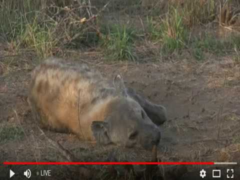 Nov 01-  2017  -Sunrise - Tristan is with a sleepy Hyena this morning