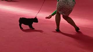 Cachorro A de Exposición, Viernes 10 de Marzo de 2023 Club Cero Cero de la Ciudad de México AC